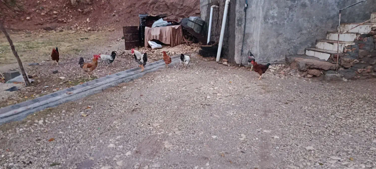 خروس|حیوانات مزرعه|گوآور, |دیوار