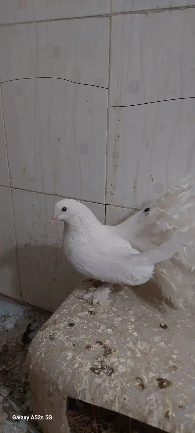 کبوتر کفتر سفید پاپر دم چتری پرپا توافقی|پرنده|مشهد, آیت الله خامنهای|دیوار