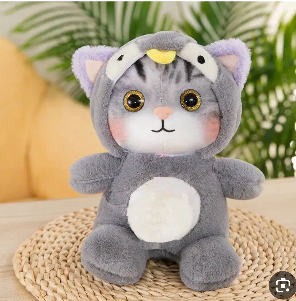 حیوانات گم شده گربه|حیوانات|آبادان, |دیوار