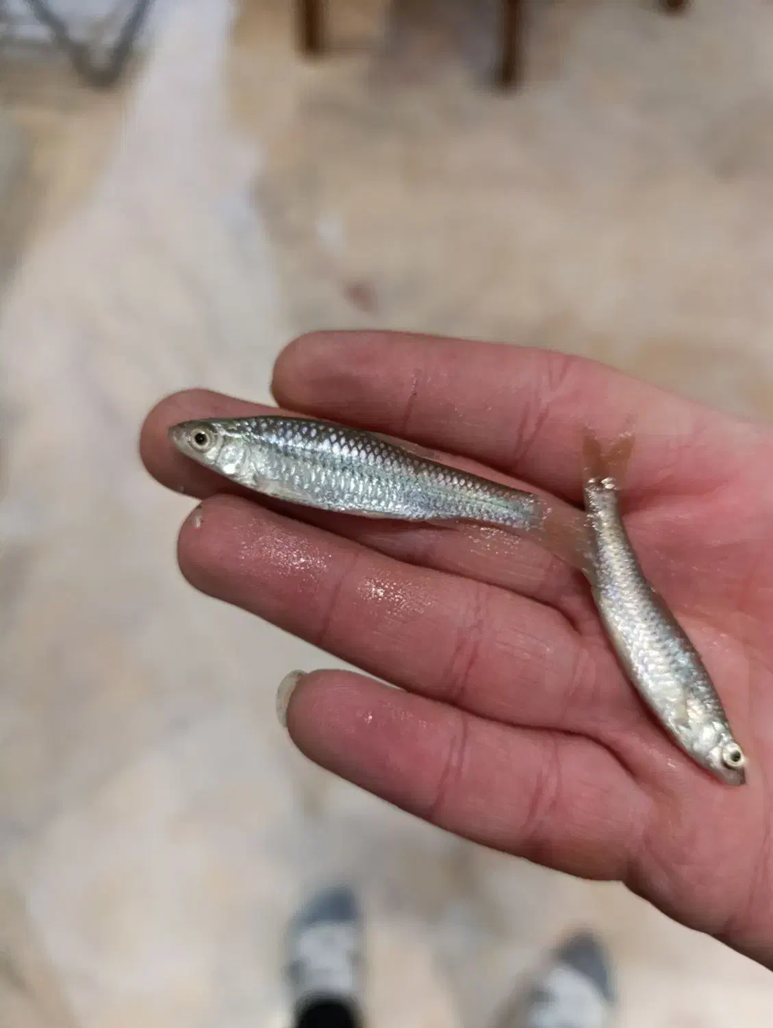 طعمه ماهیگیری|ماهیگیری|تهران, تهرانپارس جنوبی|دیوار