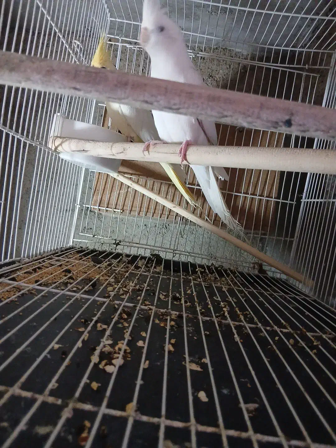 بی جواب|پرنده|آزادشهر, |دیوار