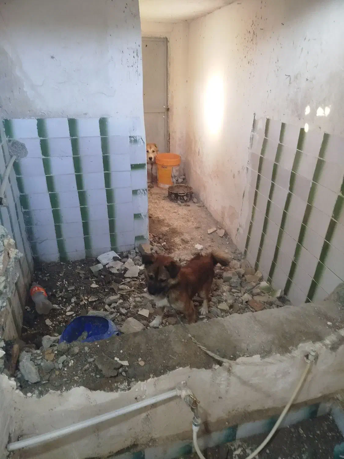 سگ پاکوتاه|سگ|گرگان, |دیوار