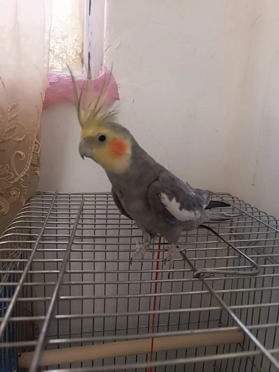 عروس هلندی|پرنده|الیگودرز, |دیوار