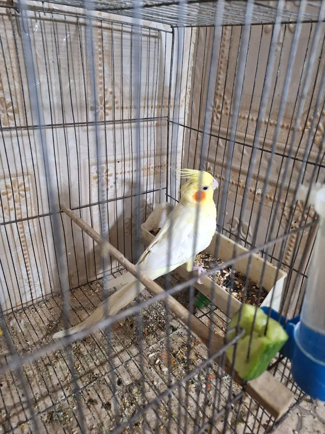 عروس هلندی|پرنده|گتوند, |دیوار