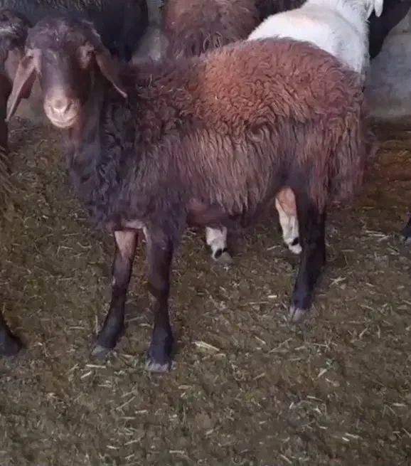 بره قوچ|حیوانات مزرعه|صحنه, |دیوار