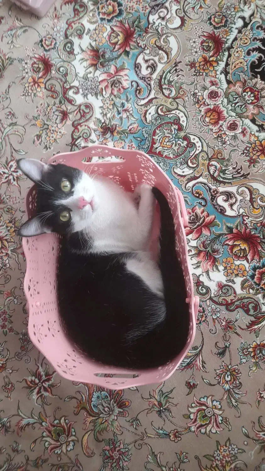 واگذاری گربه نر|گربه|میاندوآب, |دیوار