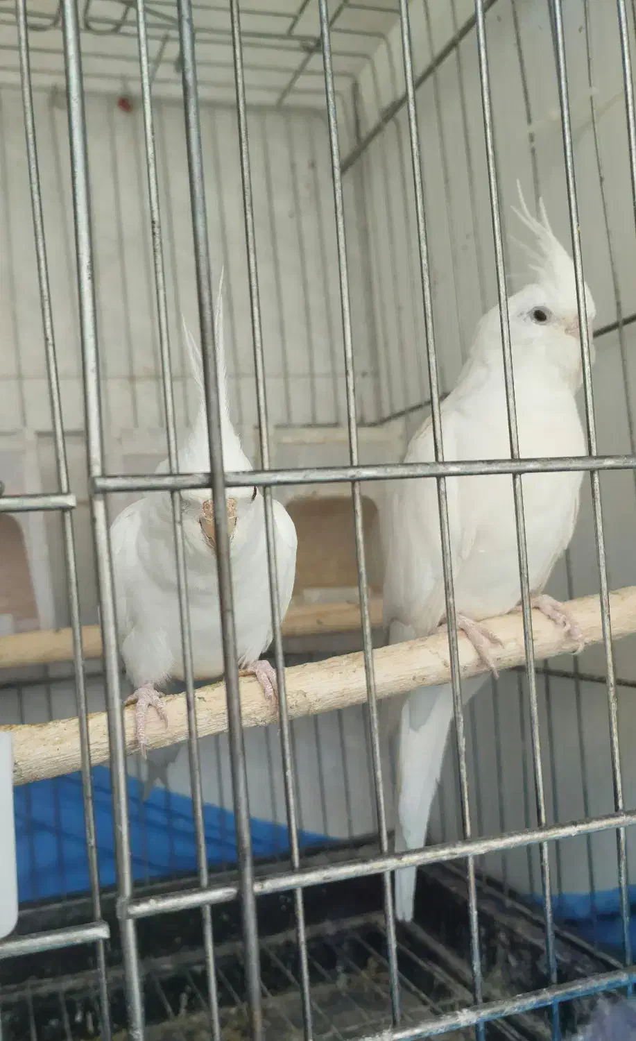 عروس هلندی البینو جفت|پرنده|اراک, |دیوار