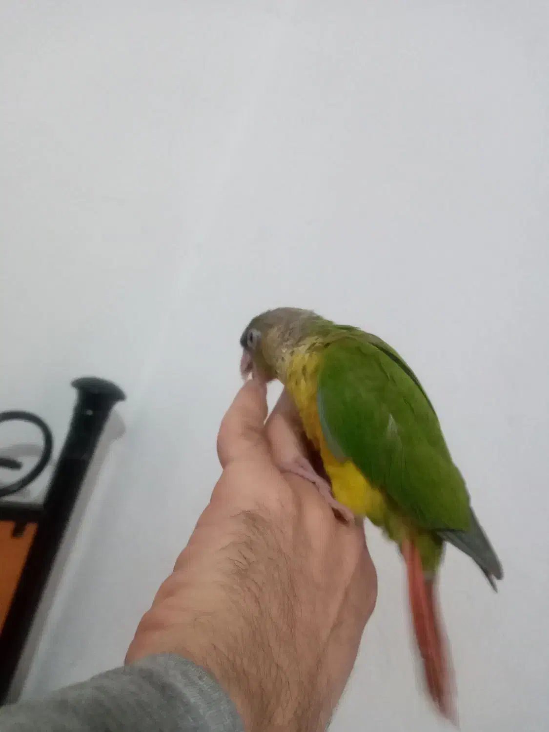 طوطی گرینچیک|پرنده|رشت, کوی فکوری|دیوار