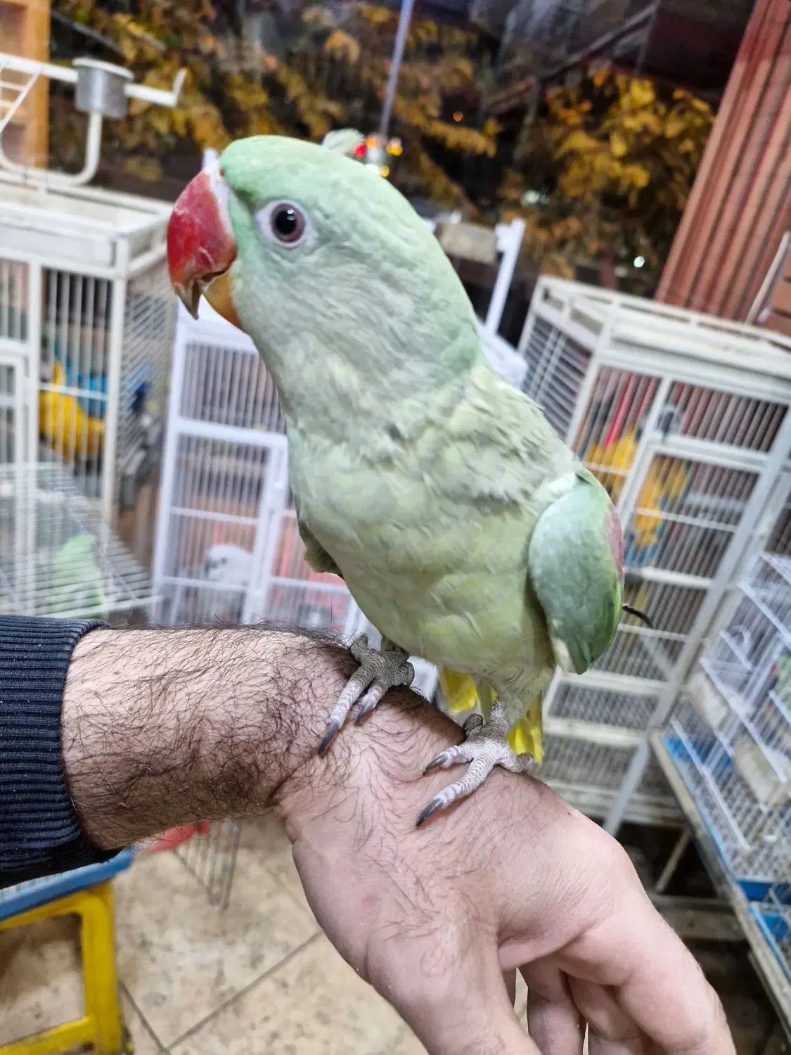 فروش شاهطوطی 5 ماهه تا 2 ساله|پرنده|اصفهان, حسینآباد|دیوار