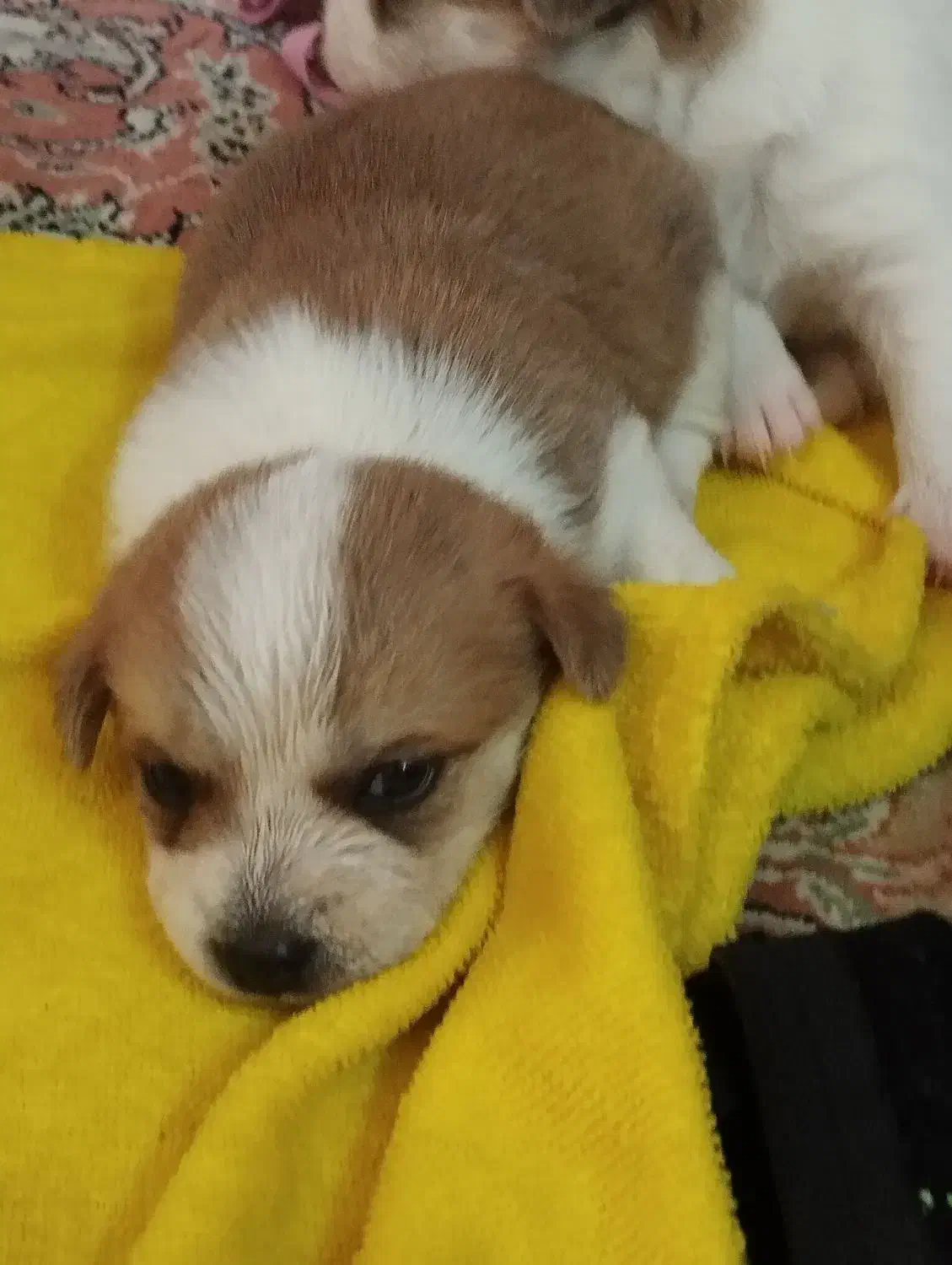 توله سایزکوچیک|سگ|مشهد, رده|دیوار