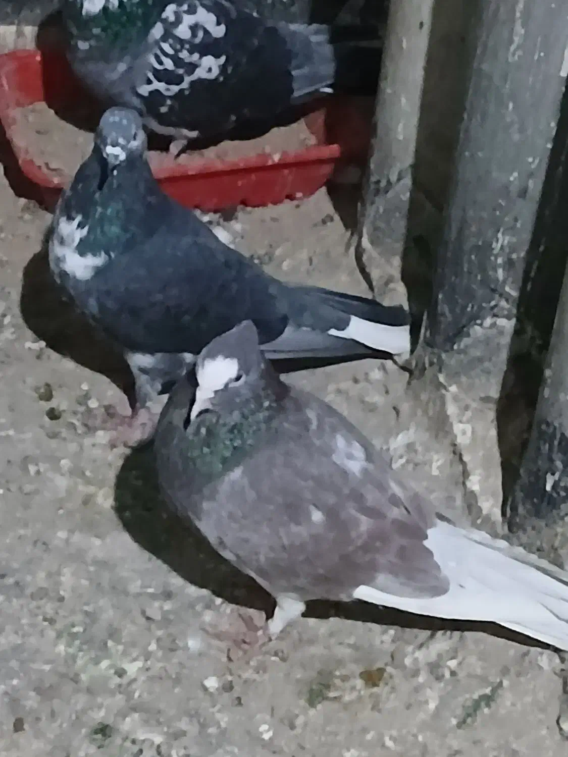 ۸تاکفتر پرشی خوش خال سودار۱ملیون|پرنده|مشکیندشت, |دیوار