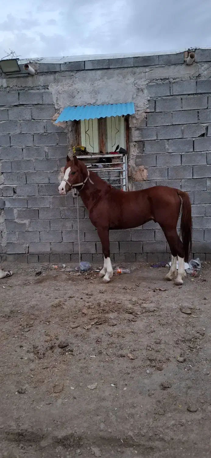 نریان کورسی|اسب و تجهیزات اسبسواری|میناب, |دیوار