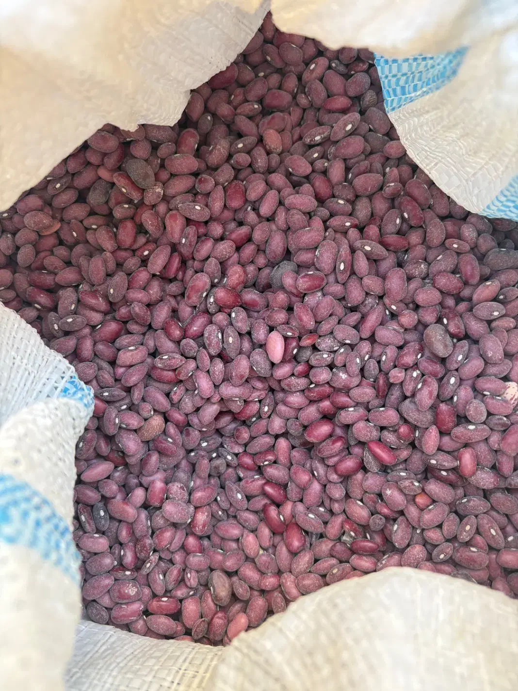 لوبیا قرمز بوجاری شده|خوردنی و آشامیدنی|شیراز, لاله|دیوار