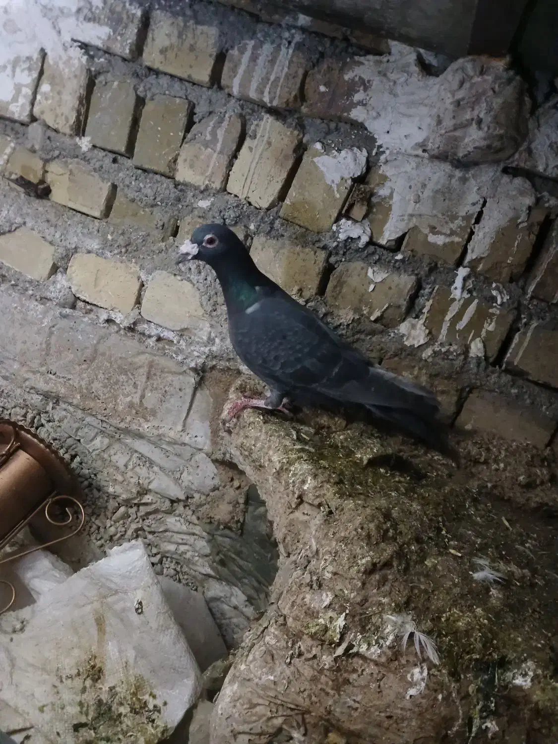 کبوتر|پرنده|قزوین, |دیوار