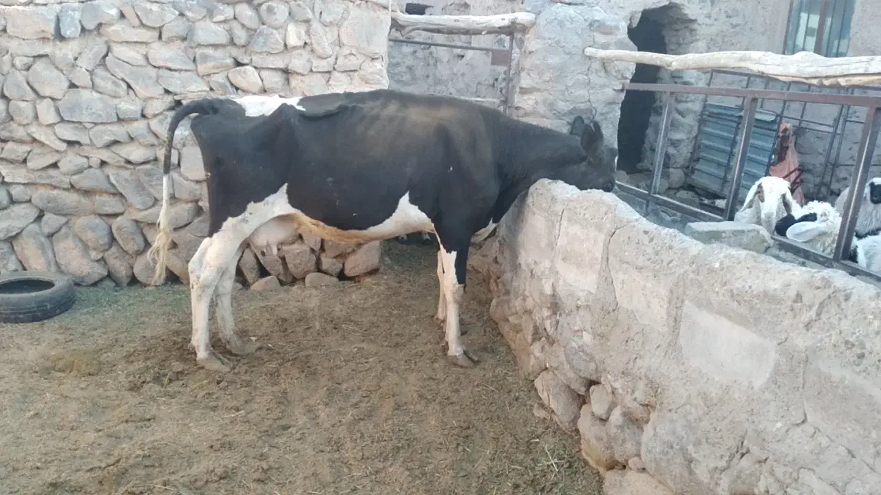 گاو شیری|حیوانات مزرعه|بیرجند, |دیوار