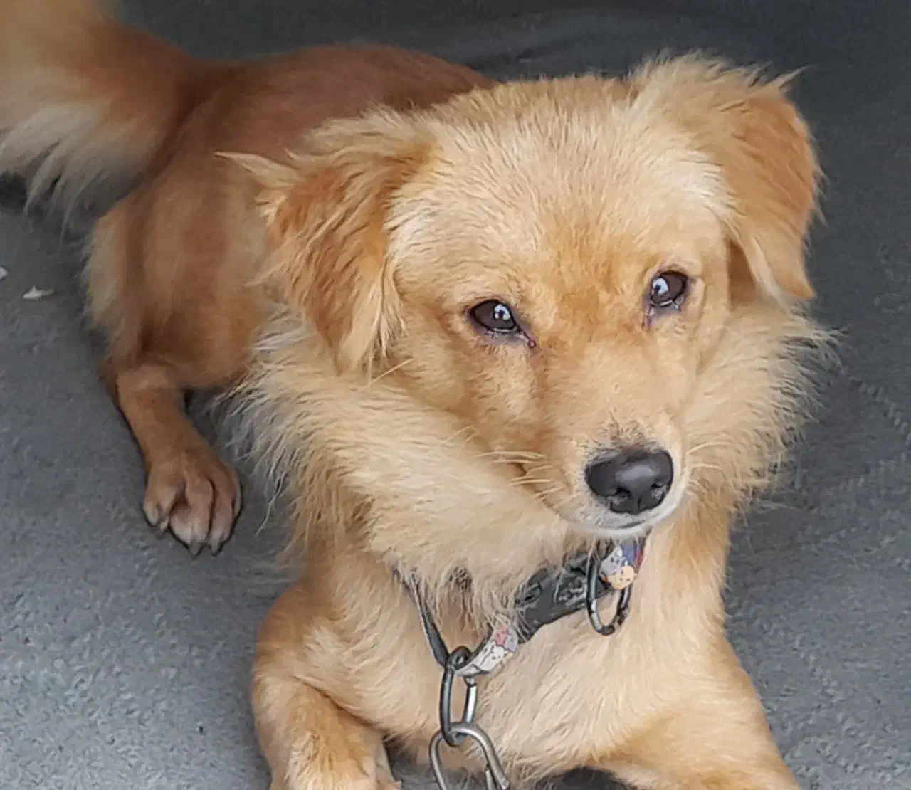 سگ پاکوتاه اشپیتز روباهی|سگ|تنکابن, |دیوار