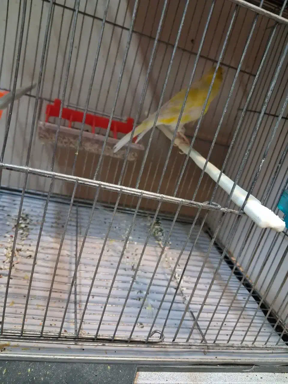 قناری|پرنده|قم, هفت تیر|دیوار