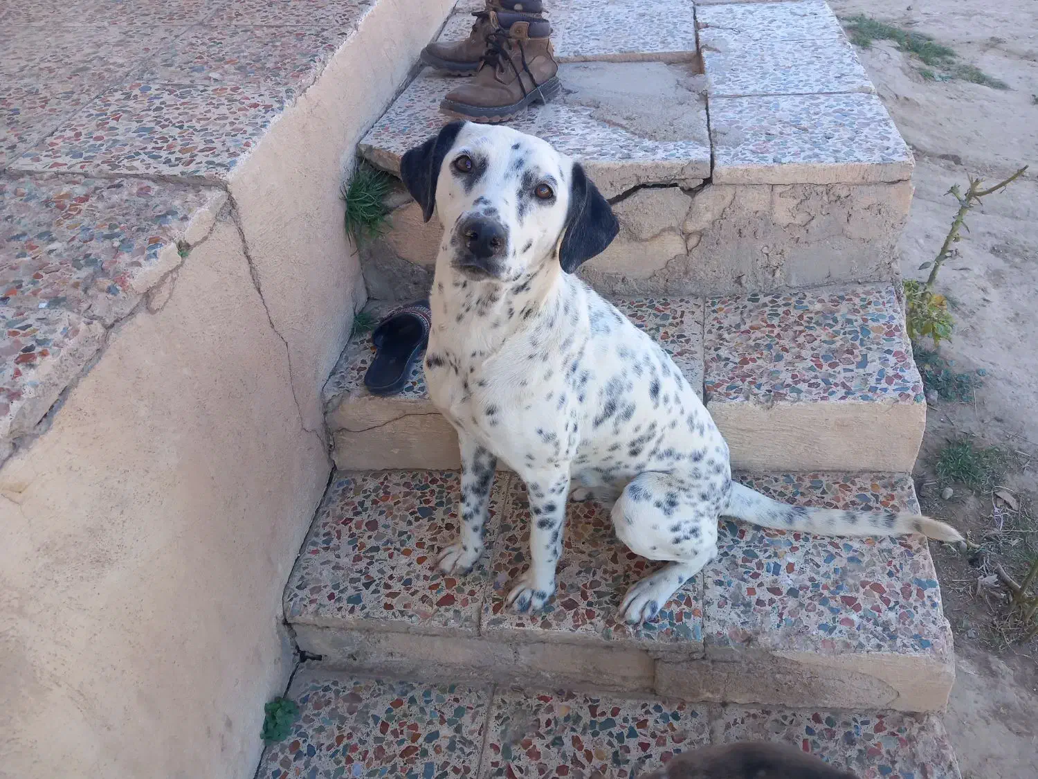 سگ دنبلانی|سگ|گلی داغ, |دیوار