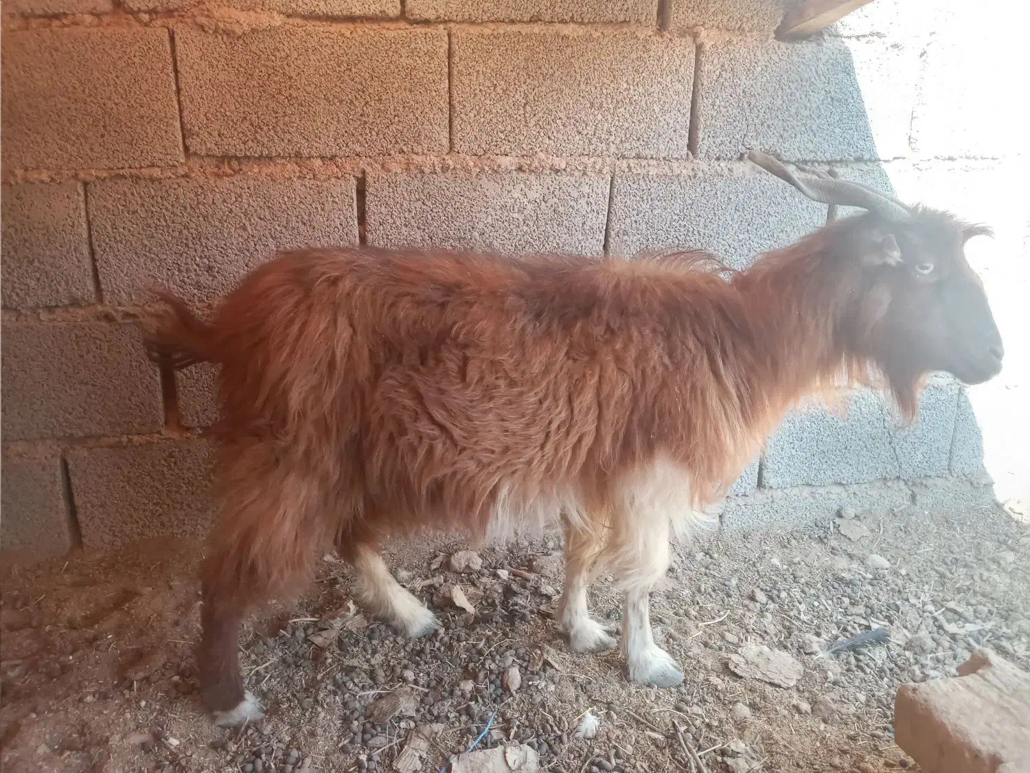 گوسفند بز|حیوانات مزرعه|کرمان, |دیوار