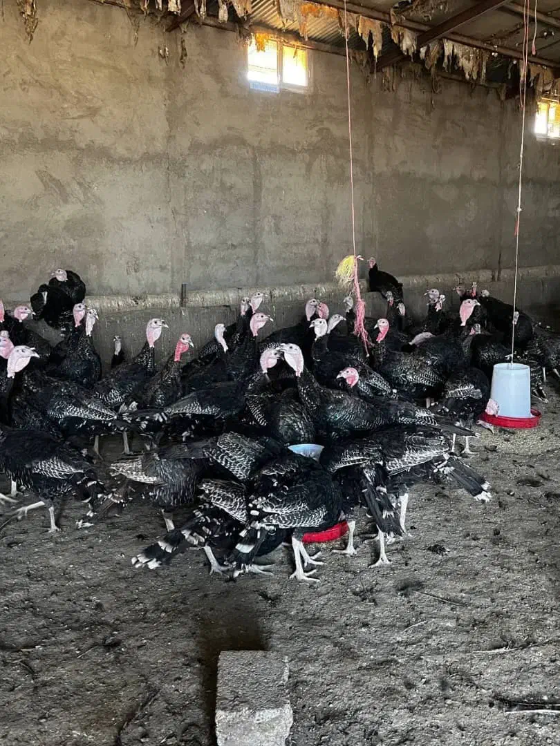 بوقلمون|حیوانات مزرعه|سنقر, |دیوار