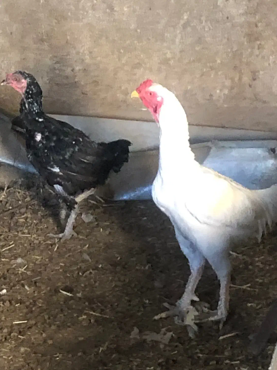 خروس|حیوانات مزرعه|باخزر, |دیوار