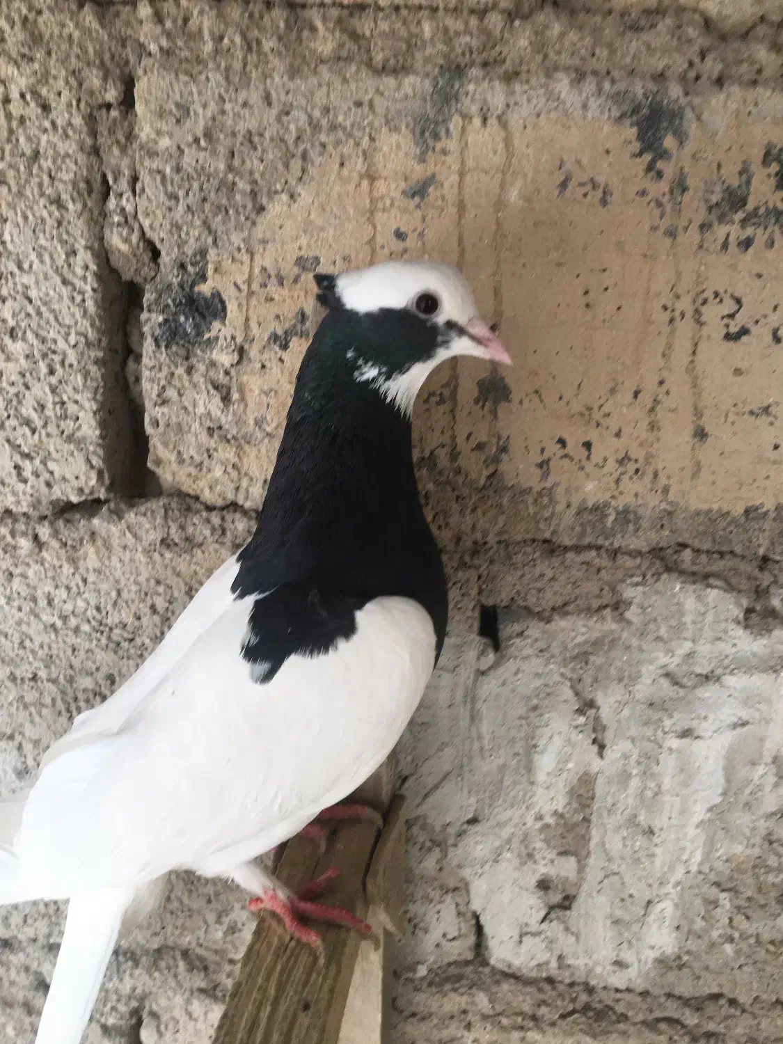 طوقی|پرنده|مرودشت, تامین اجتماعی‎|دیوار