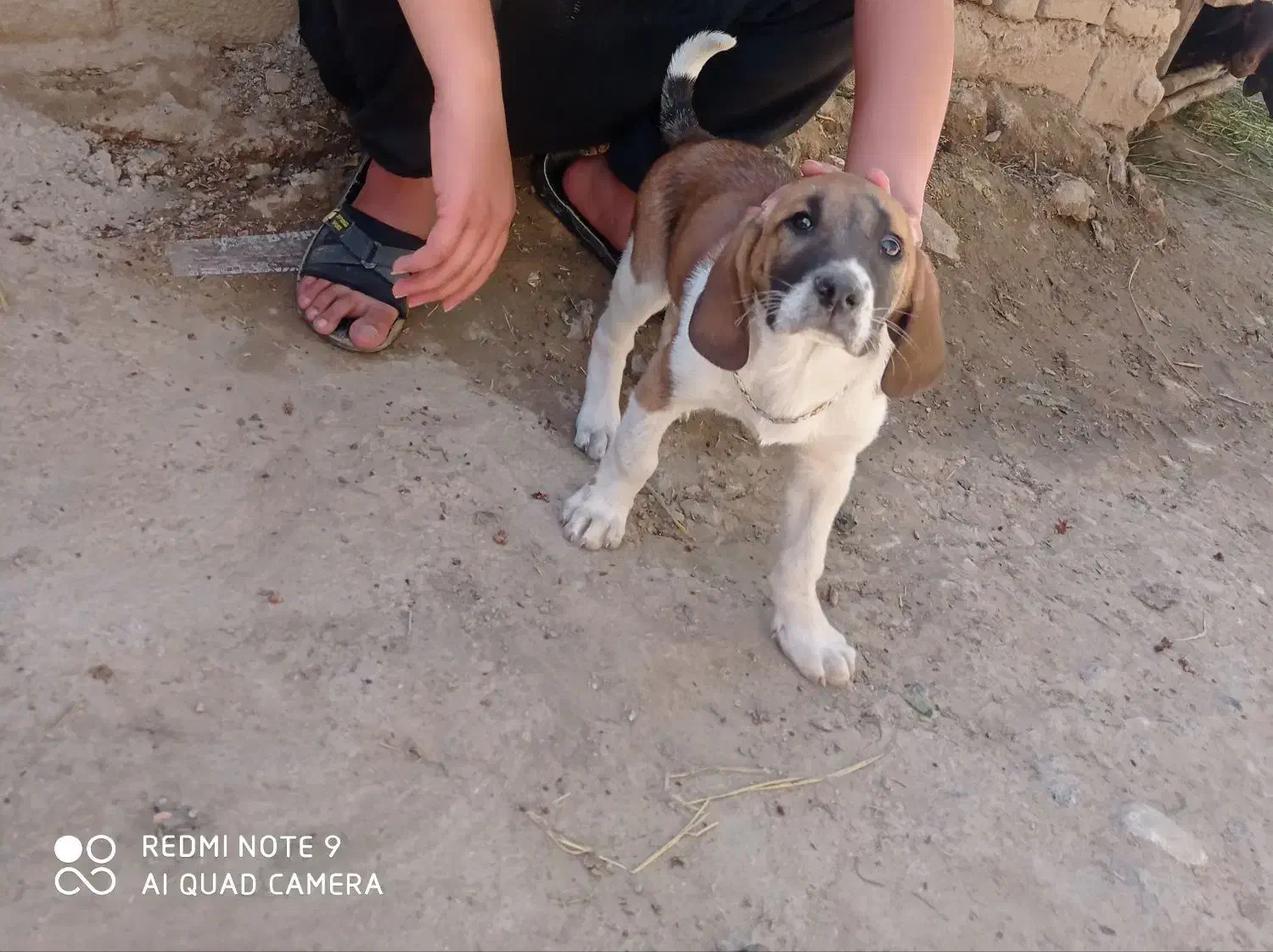 توله دنبلانی ۶ ماه|سگ|مینودشت, |دیوار