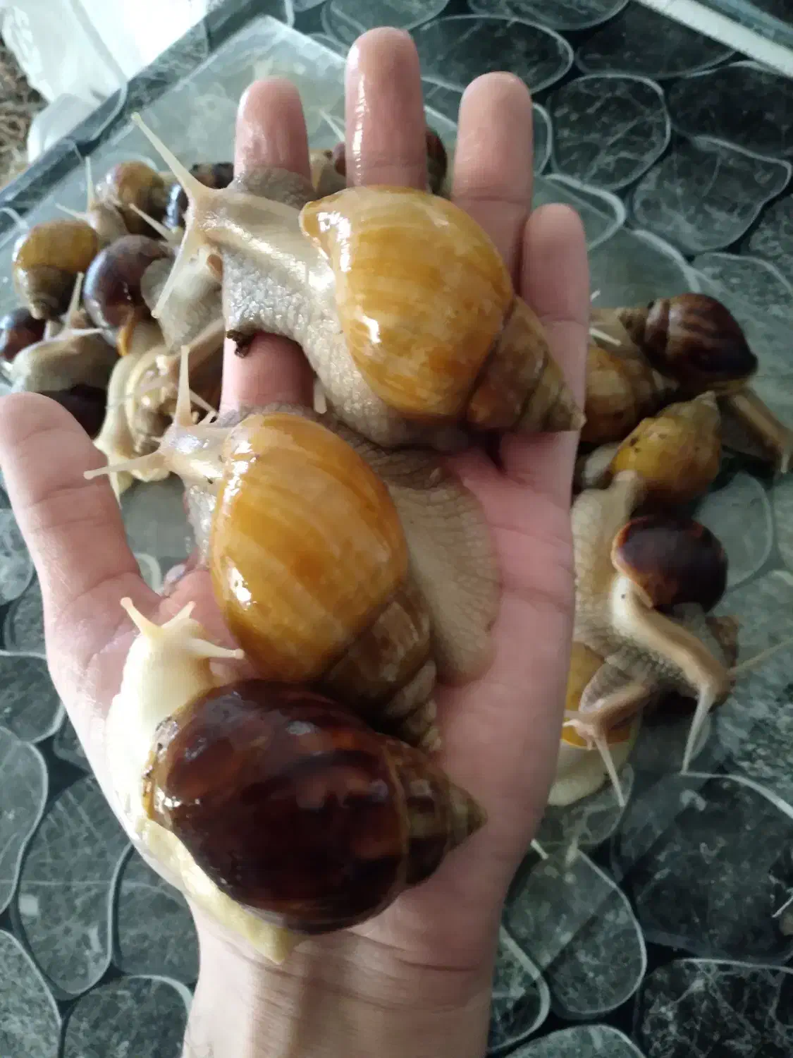 حلزون کلاژن ساز|خزنده|شیراز, دباغ خانه|دیوار