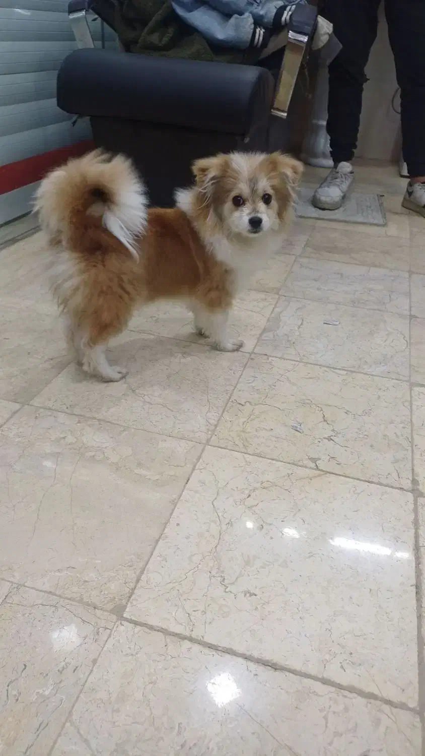 پامر|سگ|خمینی‌شهر, |دیوار