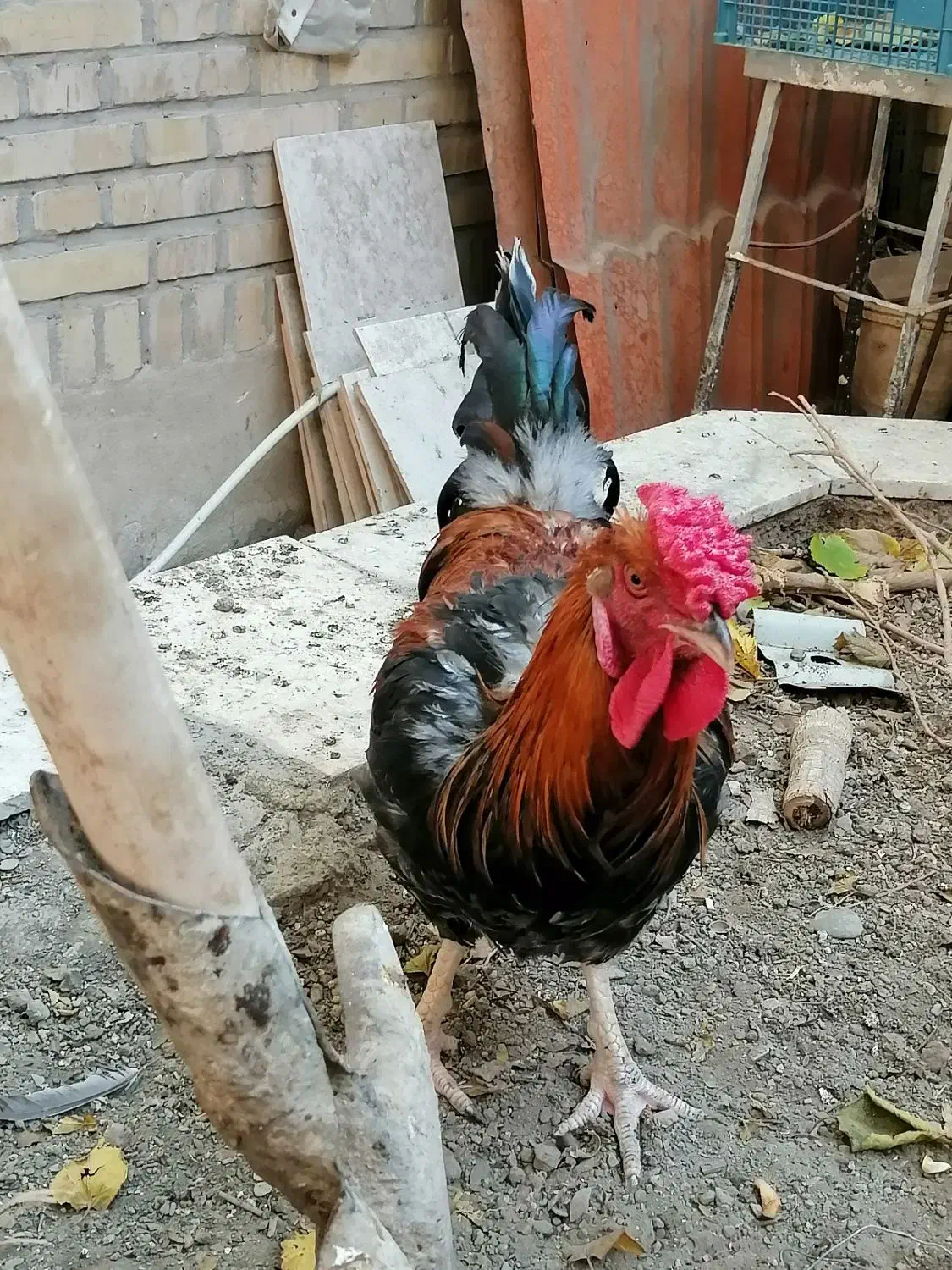 خروس چهل تاج|حیوانات مزرعه|مشهد, بلال|دیوار