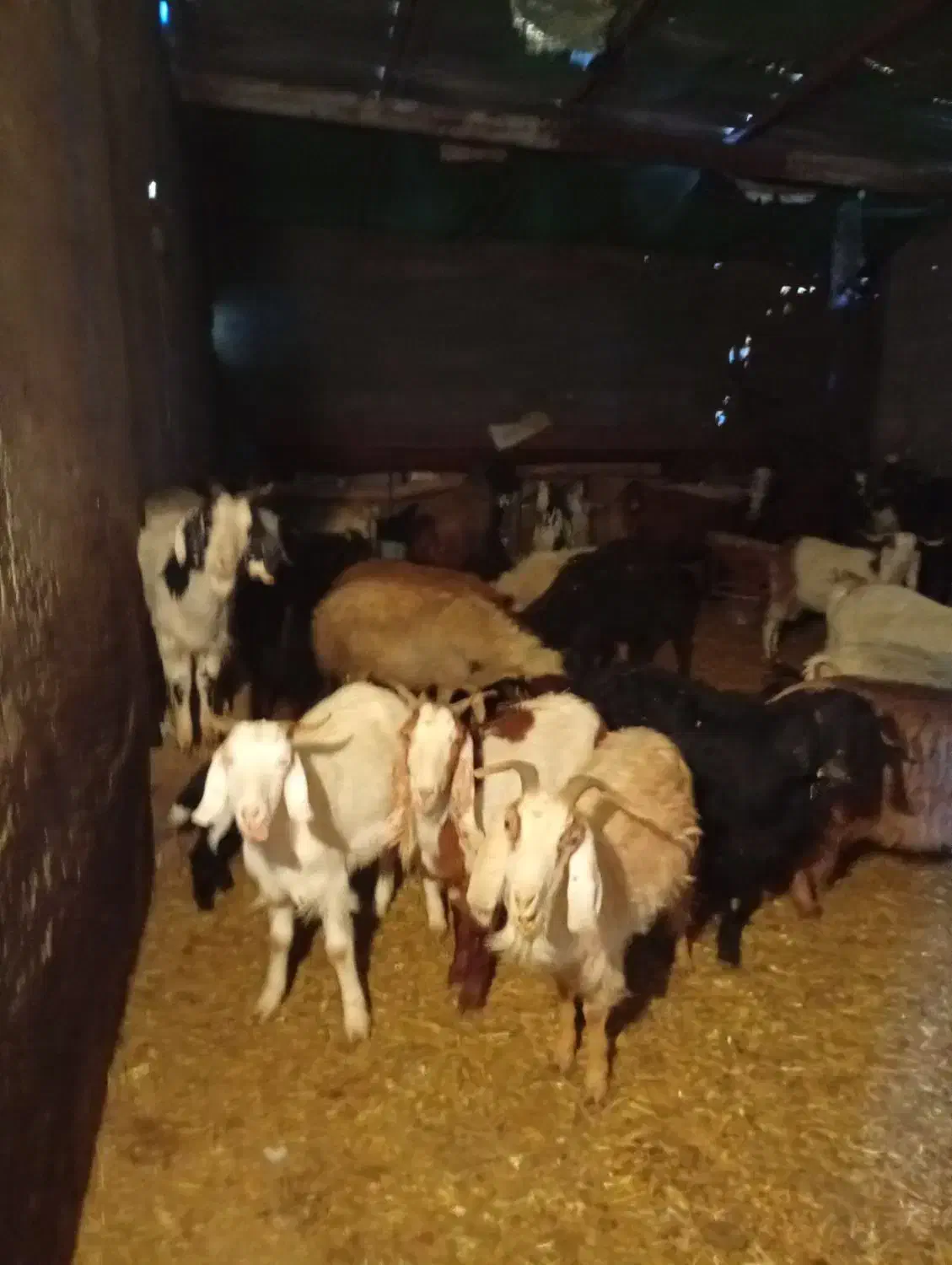 بز داشتی و کشتاری|حیوانات مزرعه|دورود, |دیوار