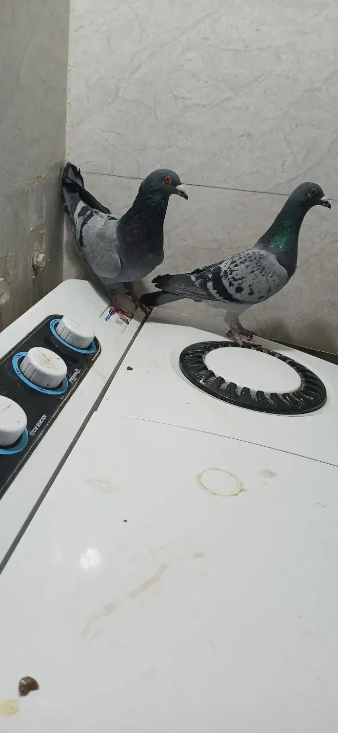 سه جفت پلاکی|پرنده|ایذه, |دیوار