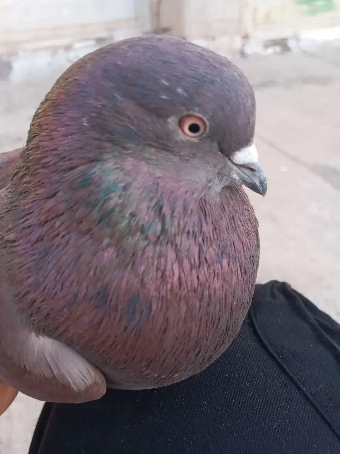 کفتر سرخ عتیقه|پرنده|برخوار, |دیوار