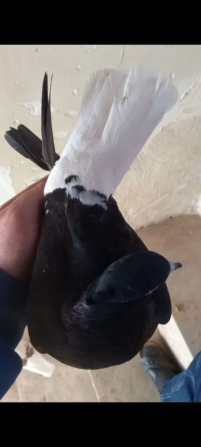 ماده زاغ دم سفید نر پلنگ ماده کله‌ی|پرنده|دورود, |دیوار