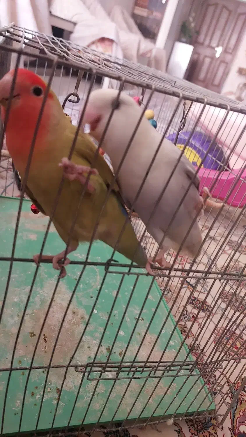 جفت طوطی برزیلی خوشرنگ و خاص|پرنده|فولادشهر, B8|دیوار