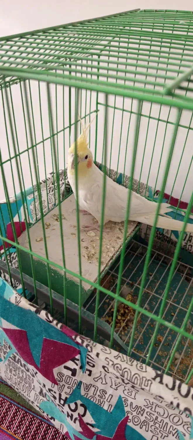 عروس هلندی|پرنده|لردگان, |دیوار