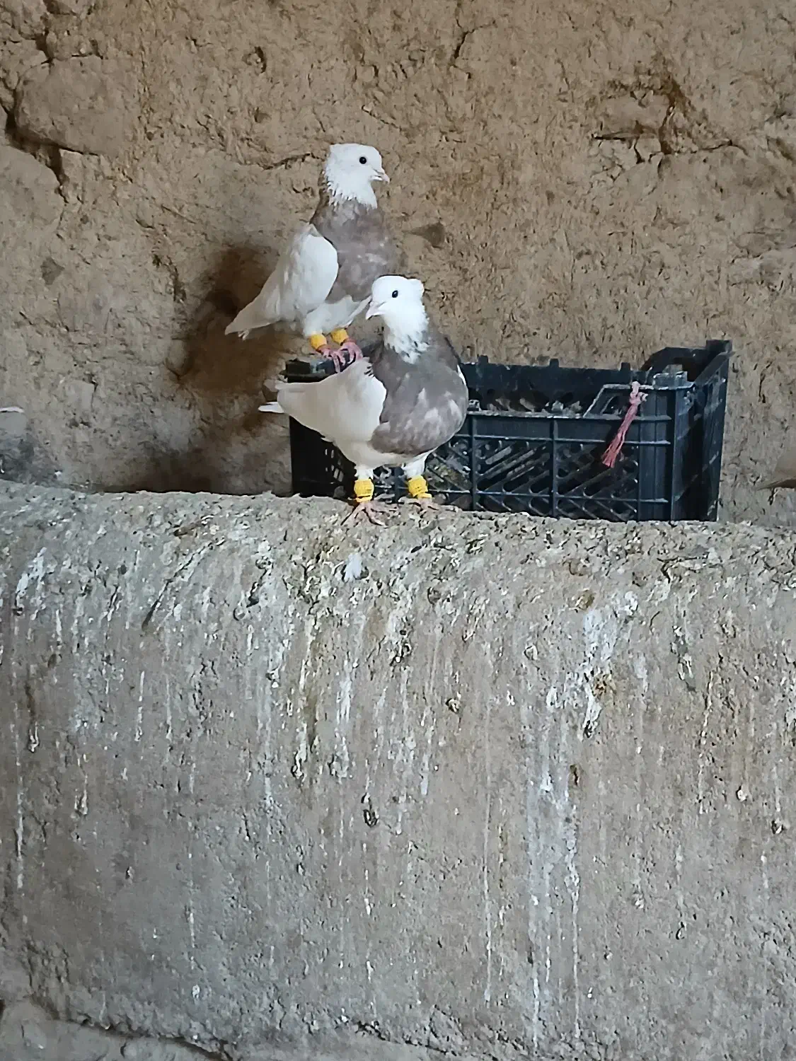 سلام‌.طوقی فروشی هفت‌رنگ‌..و زد پرتغالی|پرنده|آشخانه, |دیوار