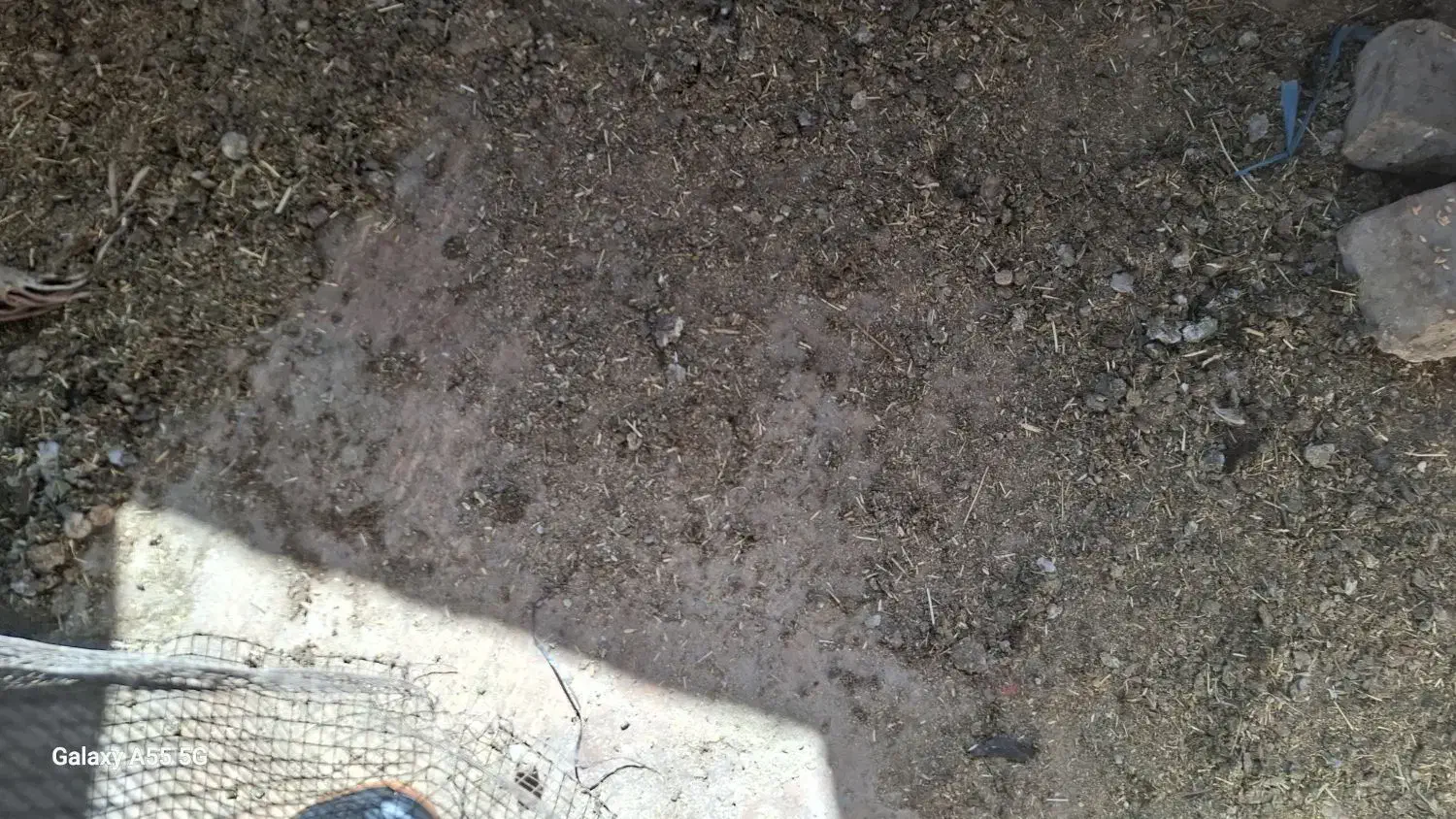 کود مرغی|گل و گیاه طبیعی|قم, ولیعصر|دیوار