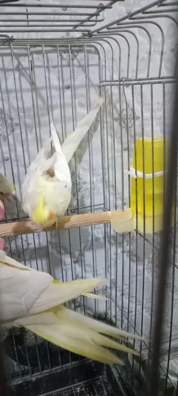 عروس هلندی نر|پرنده|پاکدشت, پاکدشت (مامازند)|دیوار