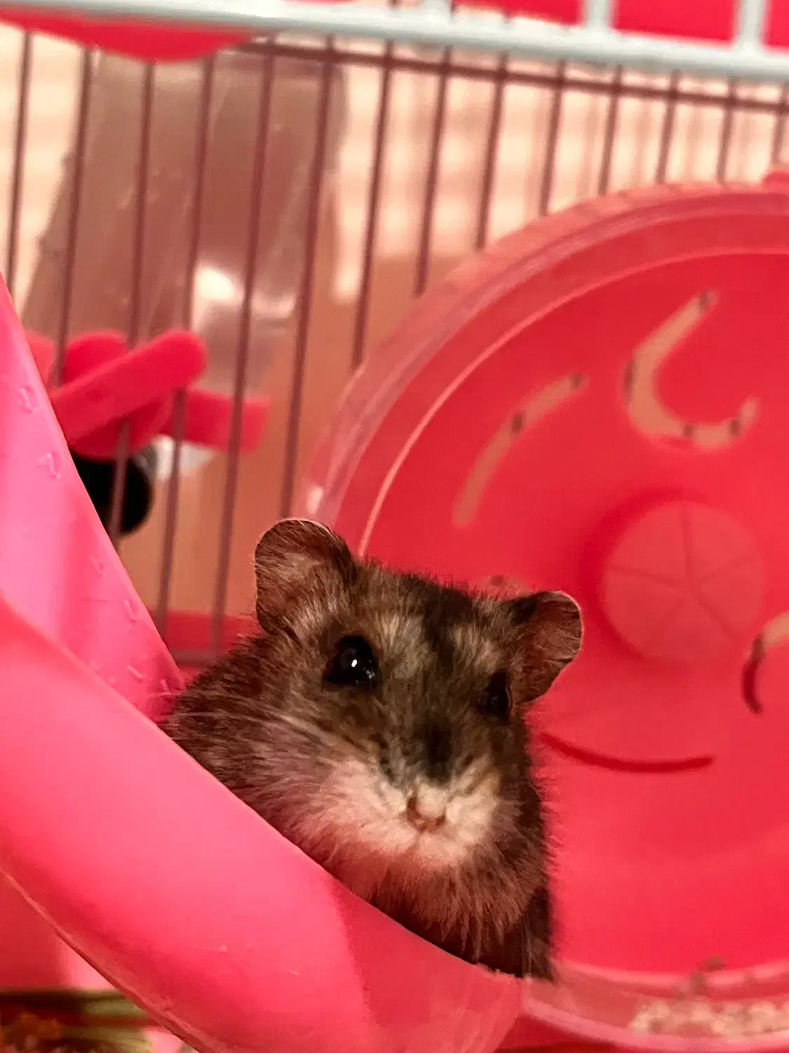 همستر|موش و خرگوش|اصفهان, کوجان|دیوار