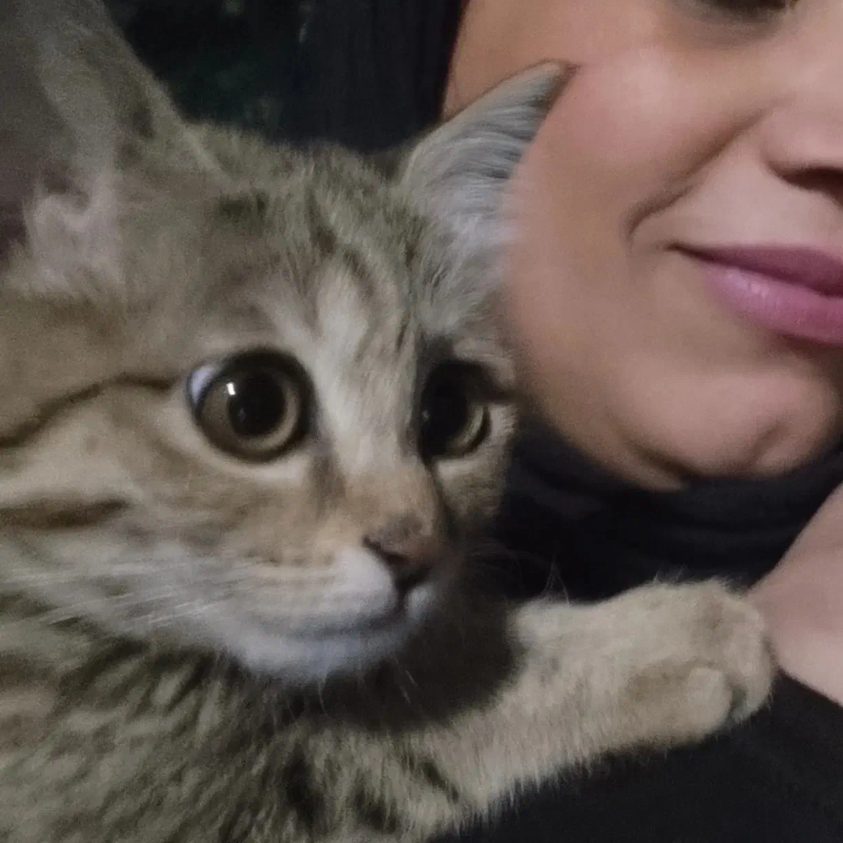 گربه من گمشده|حیوانات|حمیدیا, |دیوار