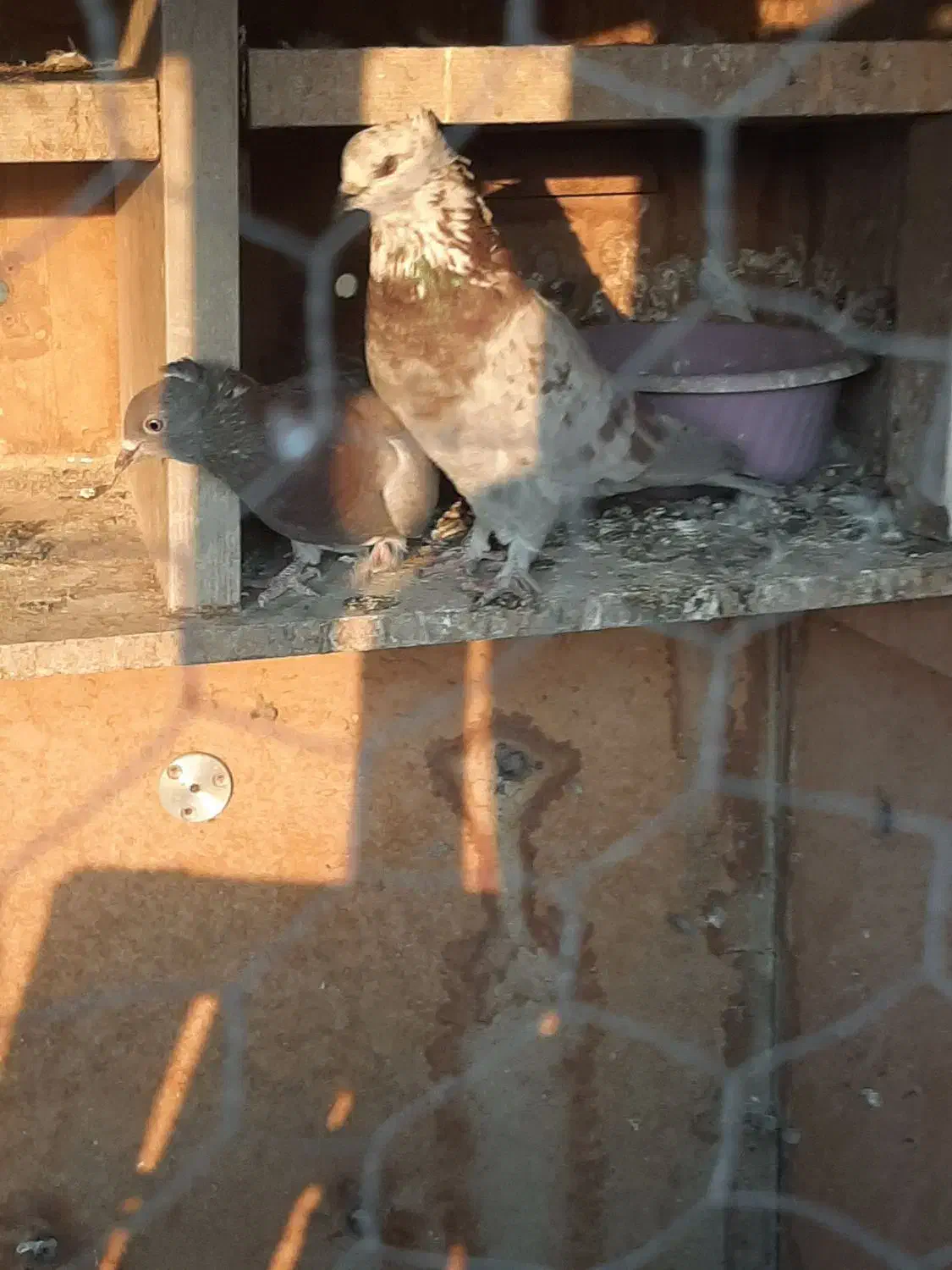 ۷ عدد کفتر|پرنده|کهریزک, |دیوار