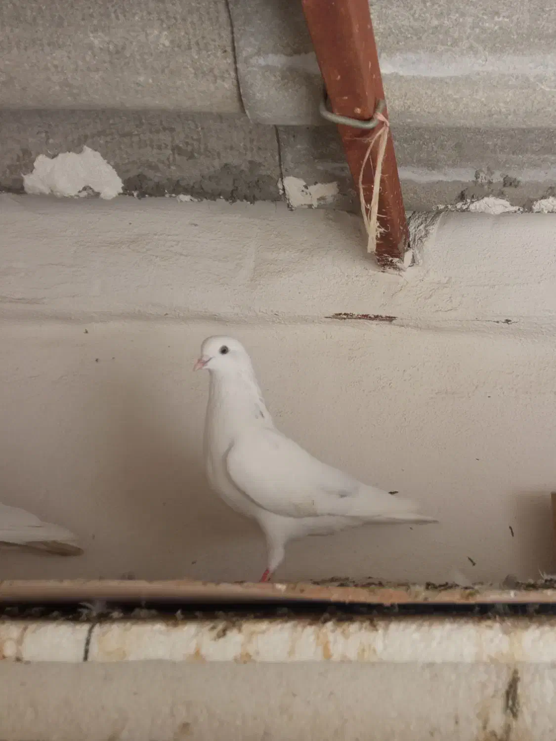 کبوتر گم کردم|پرنده|قرق, |دیوار