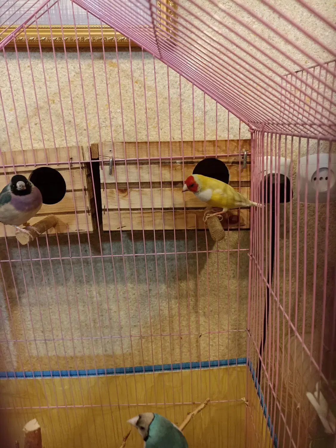 طوطی کوتوله فیشر مولد و فنج|پرنده|قشم, |دیوار