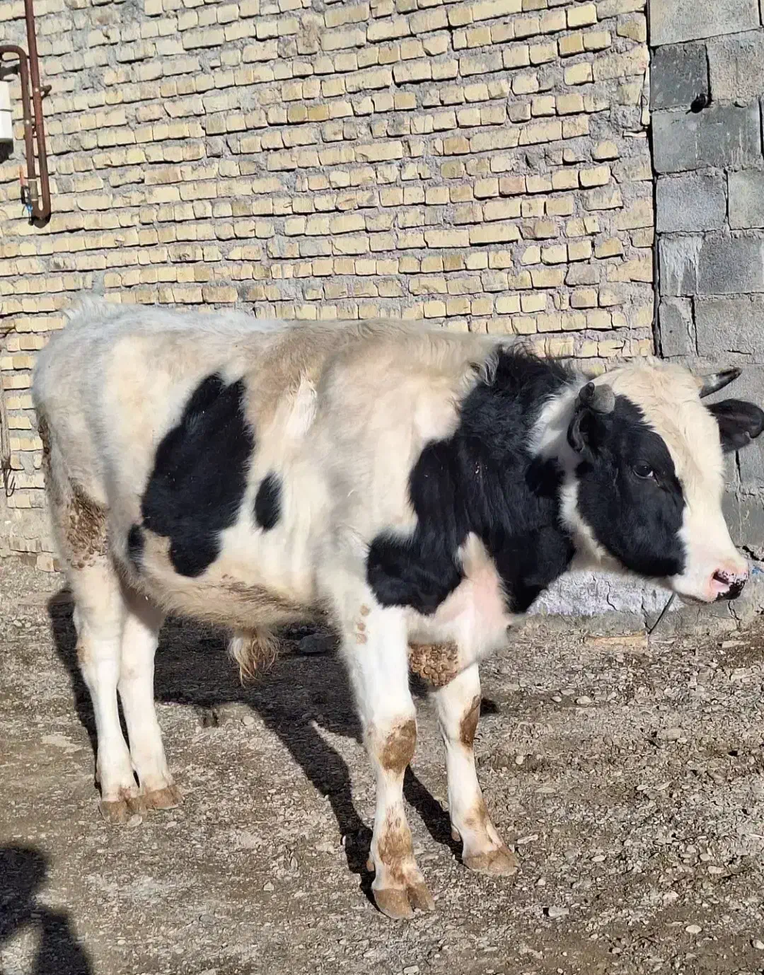 گوساله نر|حیوانات مزرعه|خنداب, |دیوار