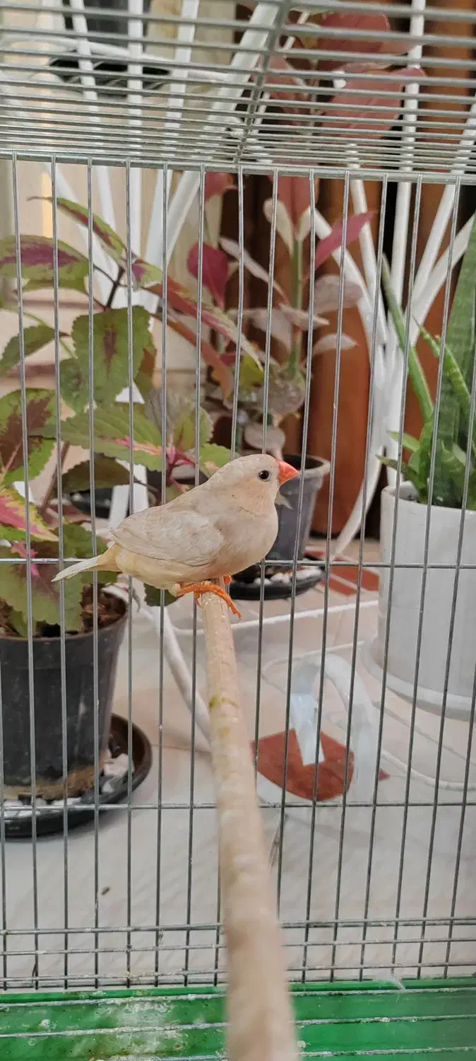 یک عدد ماده ایزابل اورنج و یک عدد نر کینگ اروپایی|پرنده|اصفهان, درب کوشک|دیوار