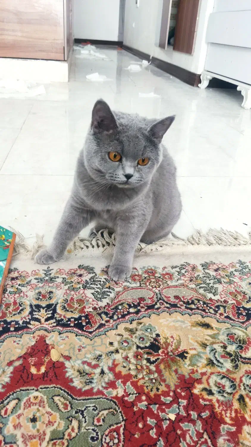 گربه اسکاتیش|گربه|رفسنجان, |دیوار