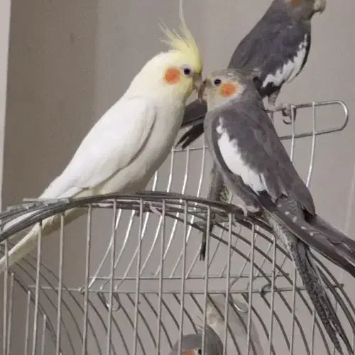 عروس هلندی مولد ماده لوتینو نر سینامون|پرنده|شهریار, شهرک وائین|دیوار