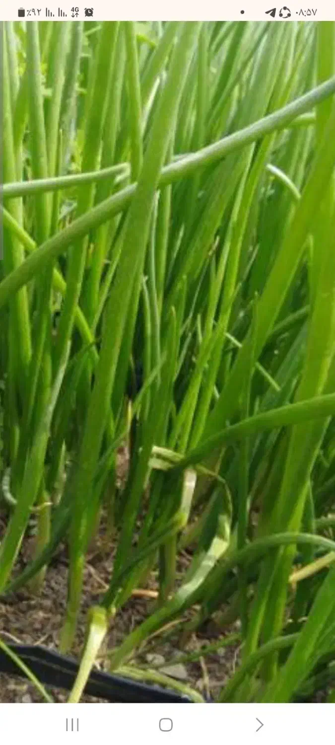 پیاز و که ور مخصوص کلانه|گل و گیاه طبیعی|زیویه, |دیوار