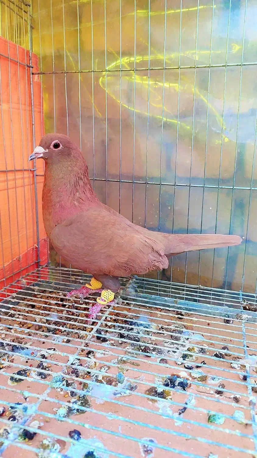 3عدد خال و سرخ و زرد کرمونی|پرنده|مشهد, هفده شهریور|دیوار